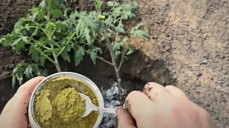 Сыпем 2 ложки в лунку - перцы сладкие и не болеют: с каждого куста по 20 кг