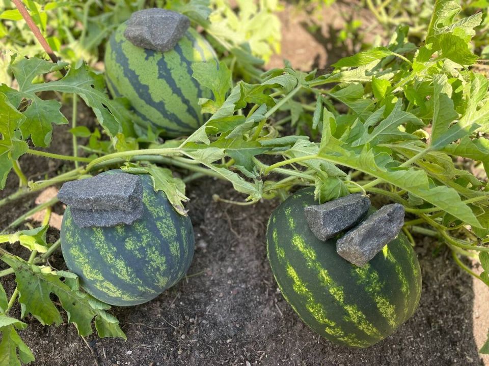    :     