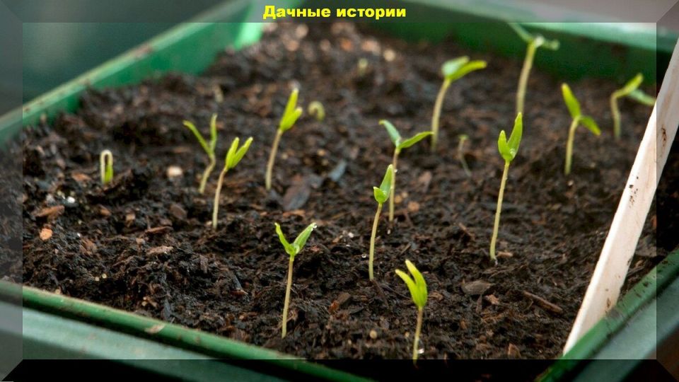 10      :  