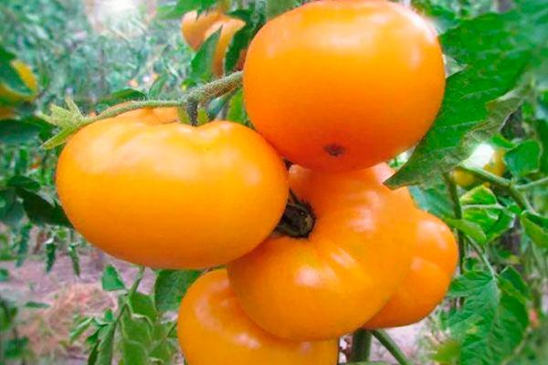 Томат сорта Мармеладный: почему желтые плоды завоюют ваше сердце