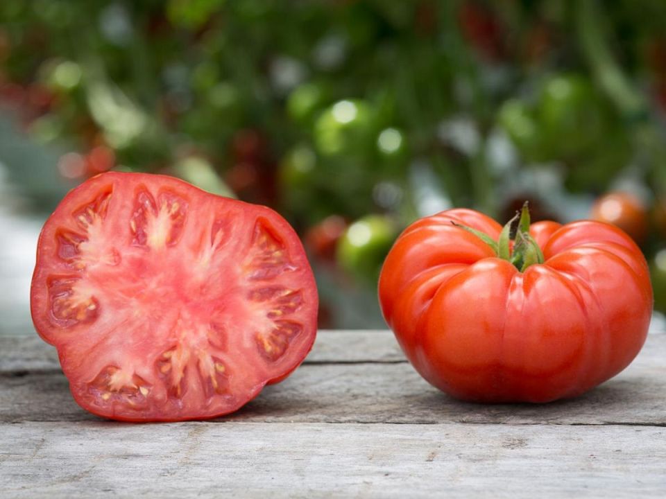 Как молоко помогает томатам: удивительные свойства натуральной подкормки