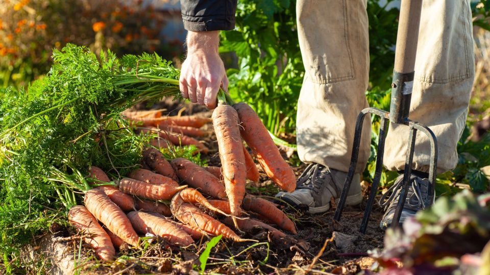 Ровную крупную морковь получите без особых усилий: сажайте семена только так