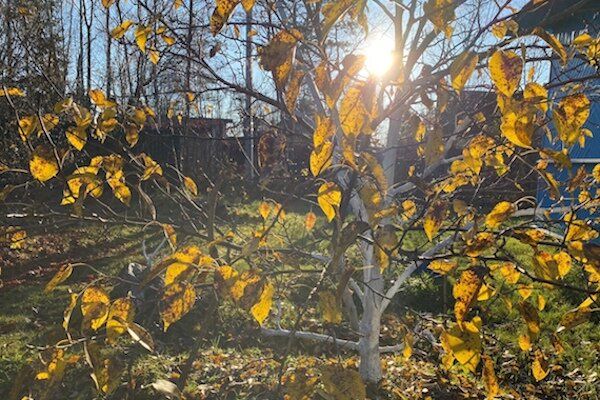 Как добиться обильного урожая груш: секреты успешного ухода за деревом