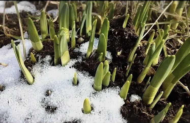 Как растения переживают зиму: удивительные способы выживания в холоде