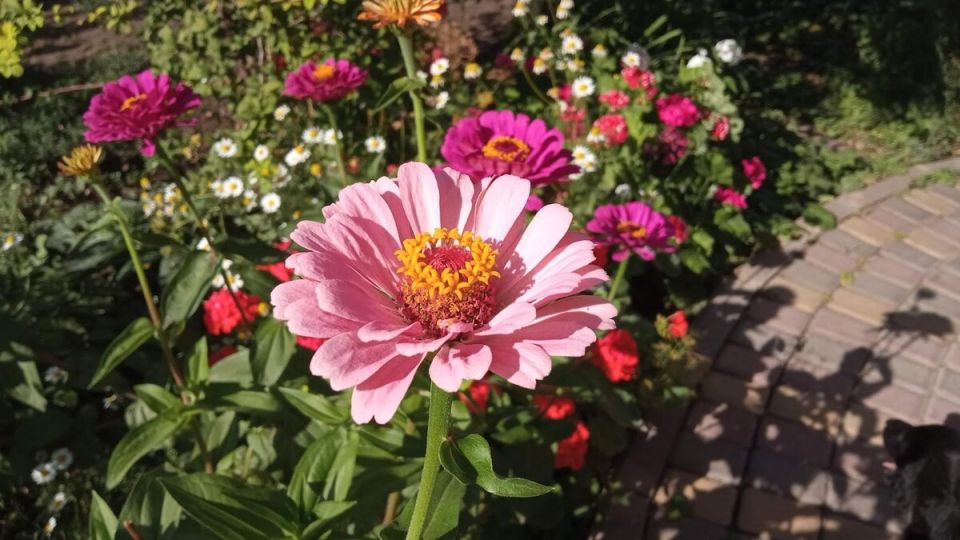 Как кабачки стали причиной семейной драмы: История запутанных отношений