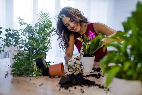 Секреты борьбы с плесенью в горшках: как спасти домашние растения?