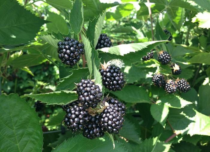 Ежевика: секреты успешного выращивания и ухода от экспертов