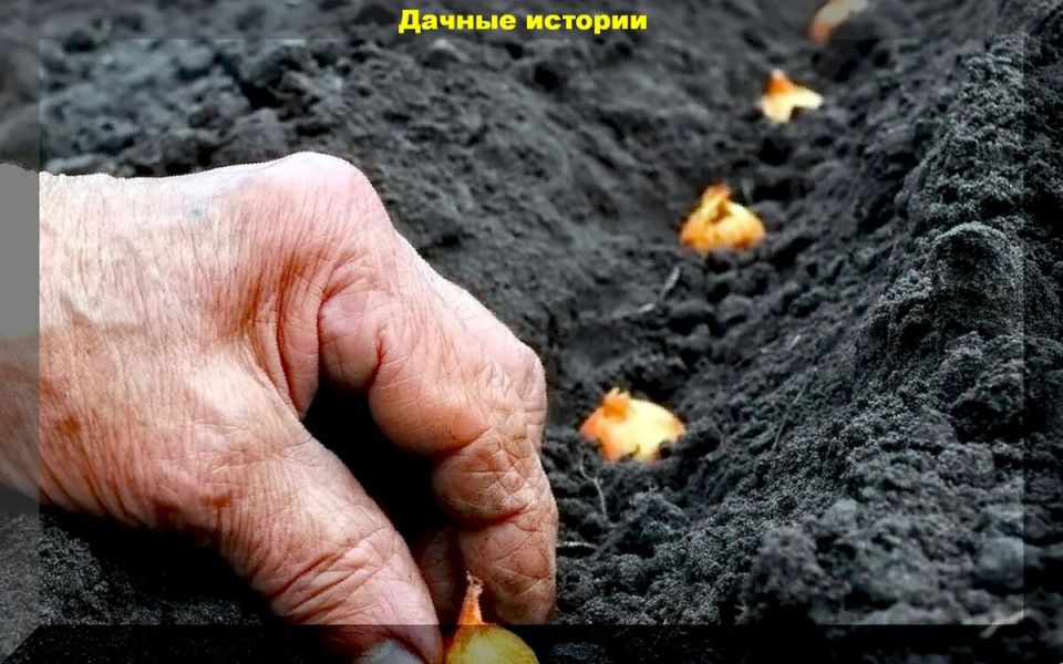 Как правильно посадить лук и чеснок: советы для успешного урожая