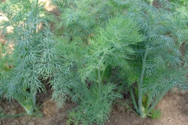 Как укроп Амазон завоевывает популярность на огороду и в кулинарии