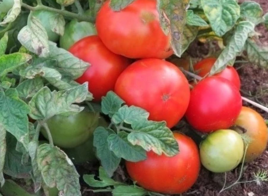 Томаты, устойчивые к фитофторе: выбираем лучшие сорта для вашего огорода