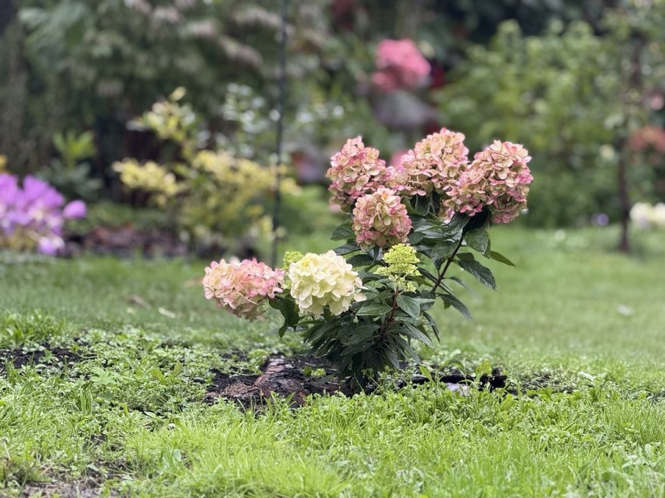 Гортензия Бонфайер: удивительное сочетание новизны и насыщенных оттенков