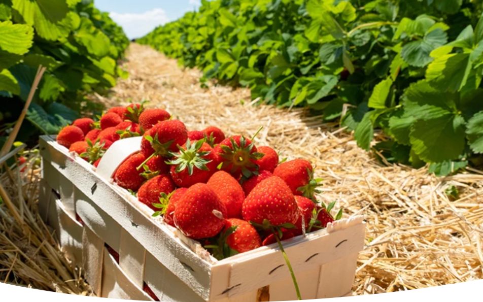 Уход за клубникой после сбора урожая: секреты успешной подкормки