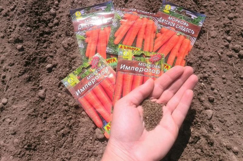 Необычные способы посева моркови: как вырастить идеальные корнеплоды без прореживания