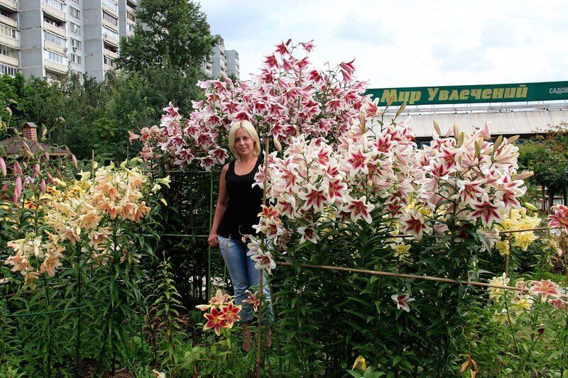 Лилии: Откройте мир гигантов! Почему некоторые сорта считаются деревьями?