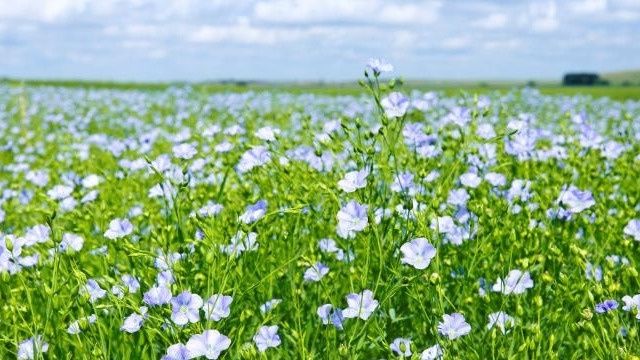 Сидераты: Как осенние культуры улучшают здоровье почвы и урожайность