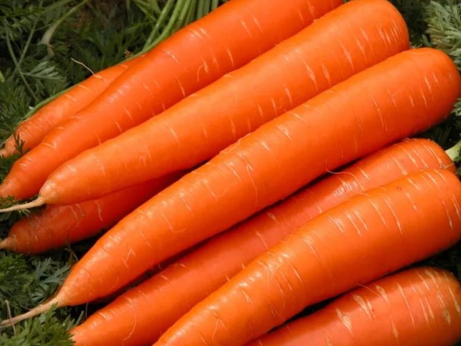 Почему зимний посев моркови — это гениальный ход для вашего урожая