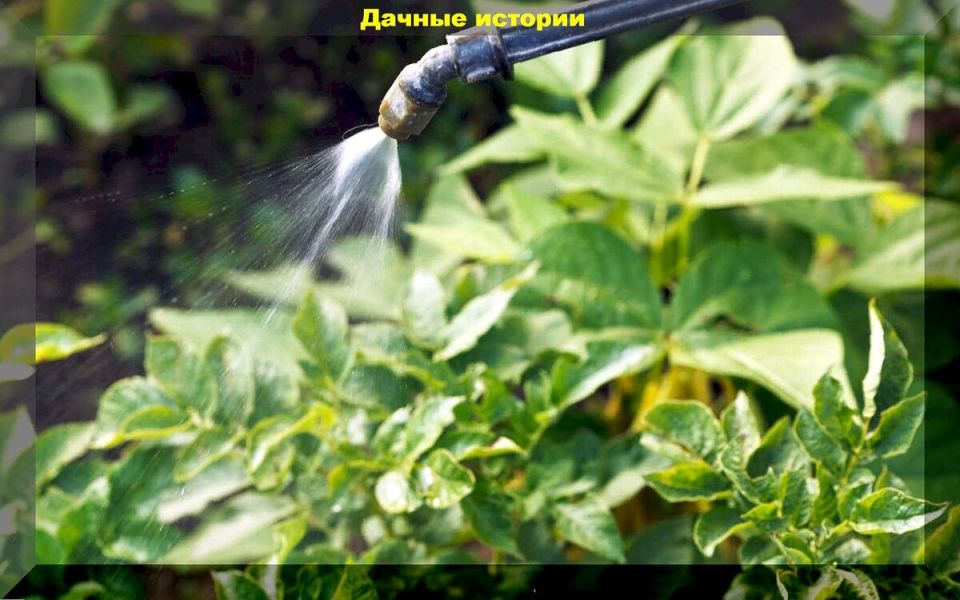 Увеличение урожая картофеля: советы для садоводов