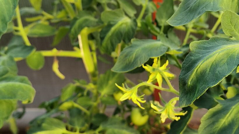 Эффективная формация томатов: как добиться максимального урожая