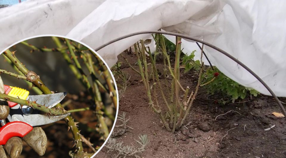 Как избежать классических ошибок при укрытии роз на зиму