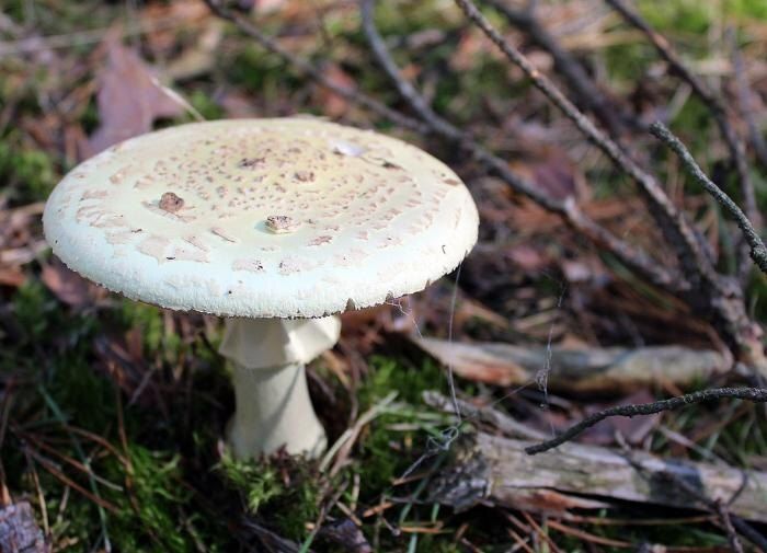 Поганки как индикатор проблем на участке