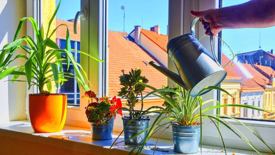 Вода из комнатных цветов не испачкает подоконник: спасет ловкий трюк с посудной губкой