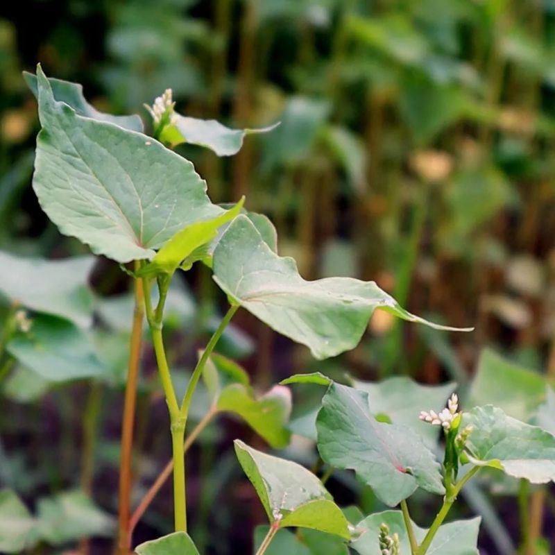 Как сидераты могут изменить вашу почву: секреты успешного огорода