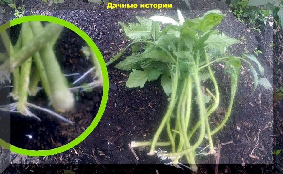 Июльские посевы: что стоит сеять этим летом для богатого урожая