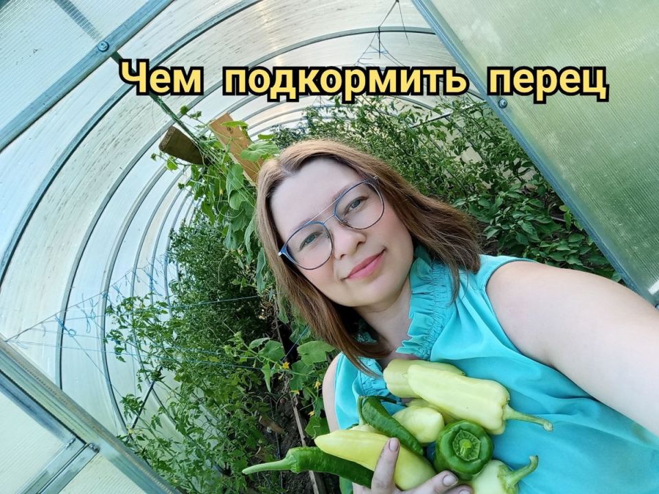 Секреты урожайного перца: как добиться максимального сбора плодов