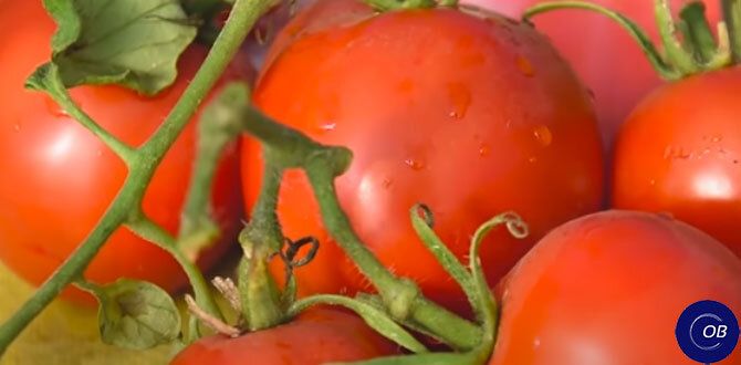 Непревзойденные секреты подкормки растений, которые помогут вашему саду