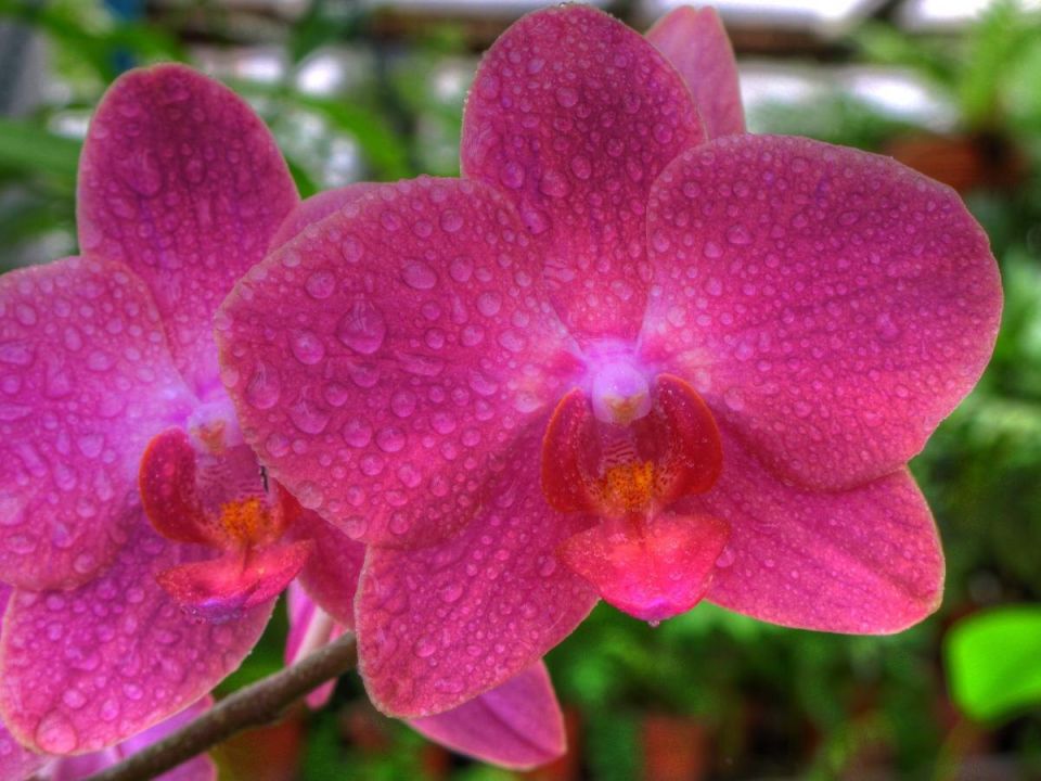 Тайны питательных веществ: как обеспечить здоровье домашних растений