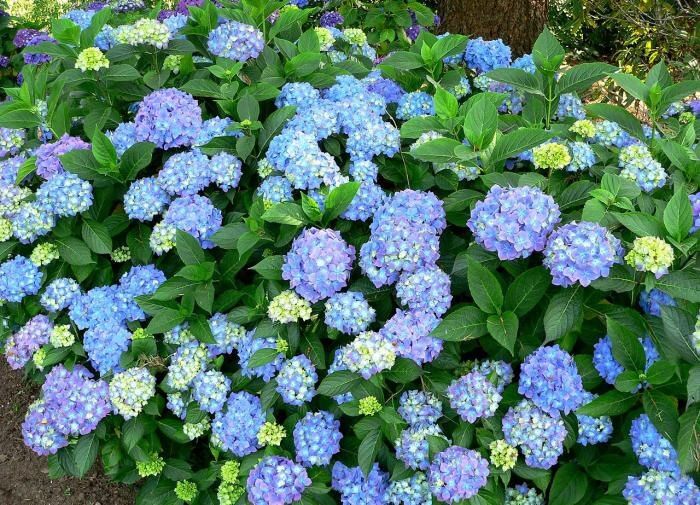 Как спасти гортензию от летнего зноя: полезные советы для садоводов