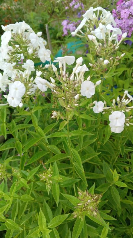 Как развить благодарность и находить радость в повседневных мелочах