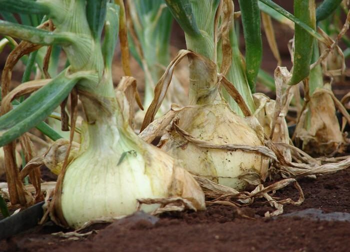 Почему засыхают кончики лука и как с этим бороться