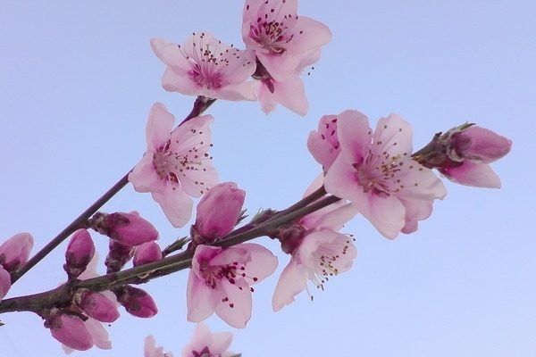 Персик Чемпион: секреты успеха и преимущества сорта