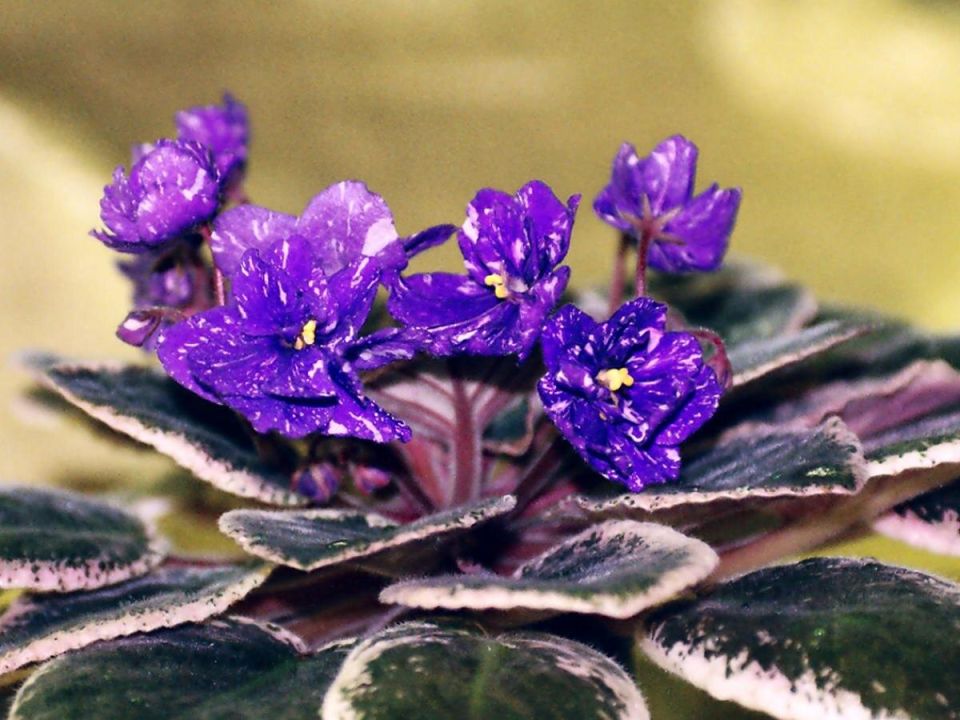 Как превратить фиалку в цветущий шедевр на подоконнике