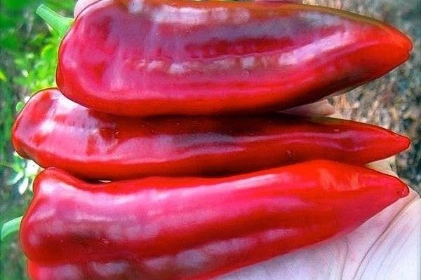 Перец-банан: интересный сорт "Банановый десерт" и его особенности