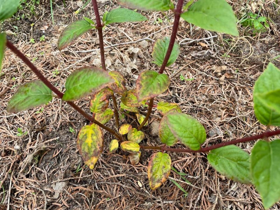 Борьба с краевым ожогом гортензий: как сохранить здоровье растений