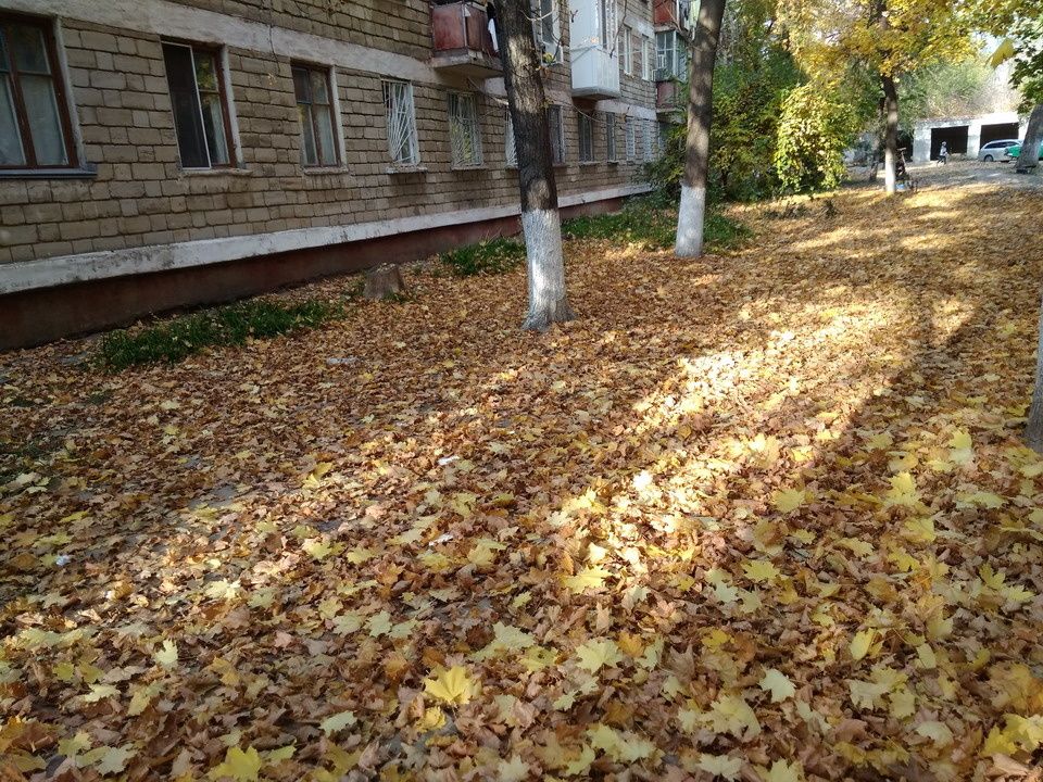 Как новые правила уборки листвы изменят наш двор: важные изменения и советы для жильцов