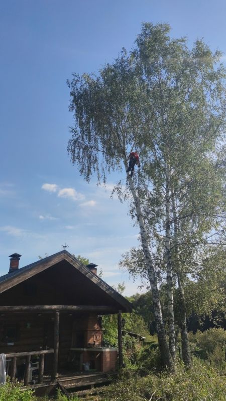 Когда вырубка деревьев может обернуться наказанием?