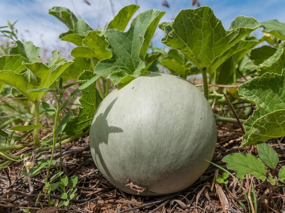 Как дачники поймали лето: секреты успешного выращивания дыни в холодном климате
