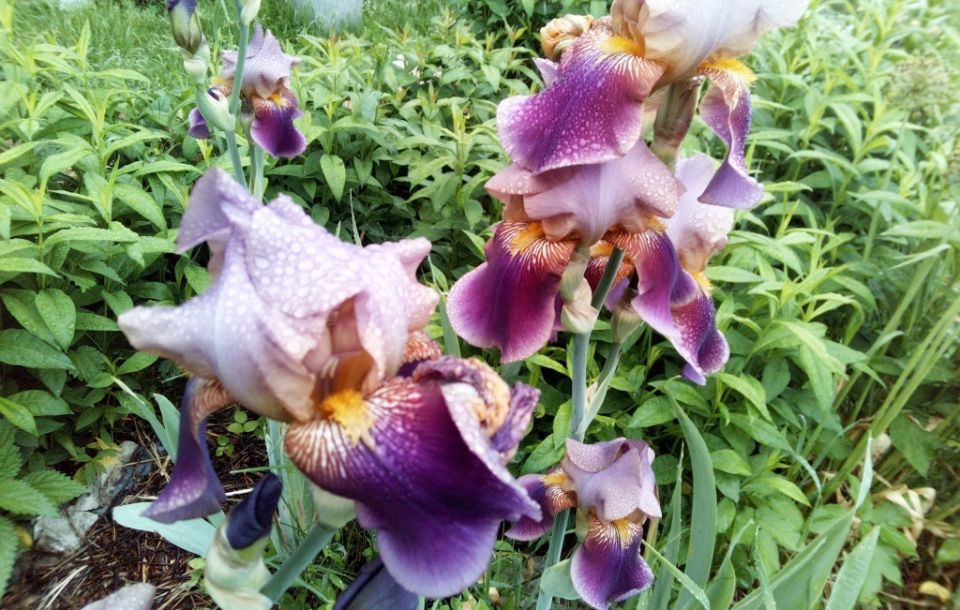 Уход за многолетниками после цветения: как сделать ваш сад великолепным