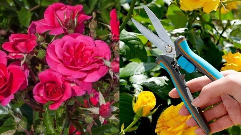 Осенняя обрезка роз: секреты долголетия и яркого цветения