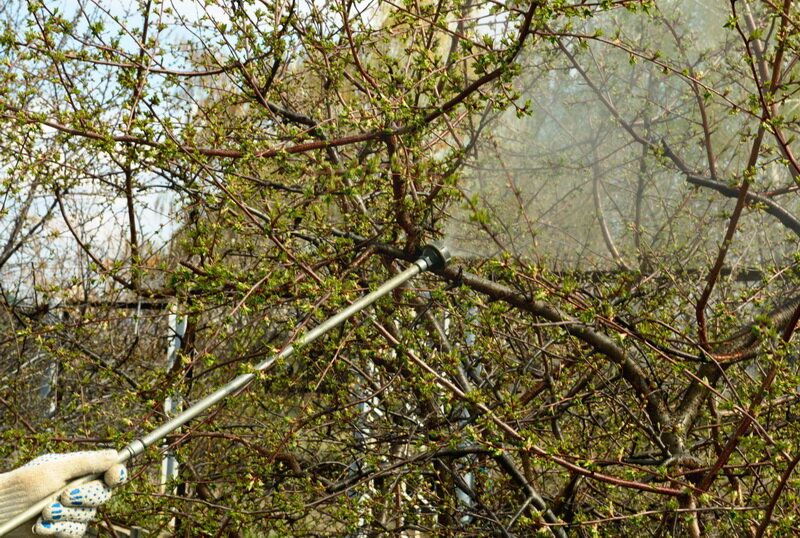 Народные методы борьбы с паршой на плодовых деревьях