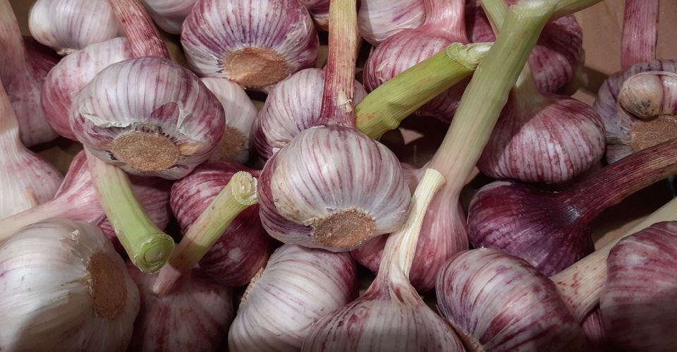 Как выбрать идеальный сорт озимого чеснока для вашего огорода