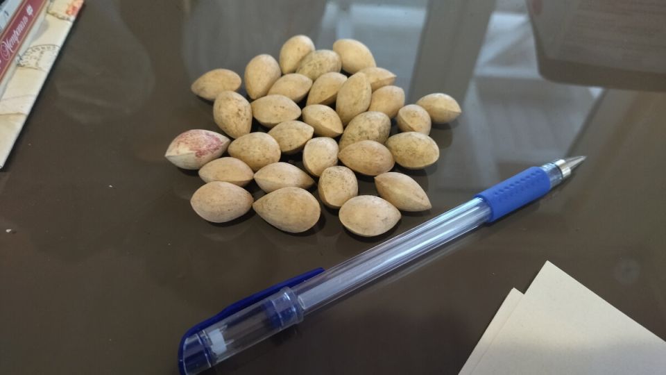 Кедровые семена: секреты и преимущества для садоводов