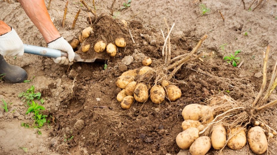 Научный подход к подкормке картофеля: опыт огородников и советы агрономов