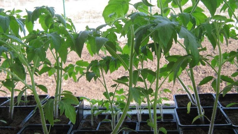 Как правильно рассчитать сроки посадки рассады: советы для начинающих огородников