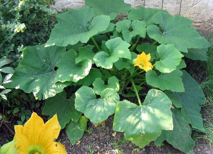 Как добиться раннего урожая кабачков: советы и секреты