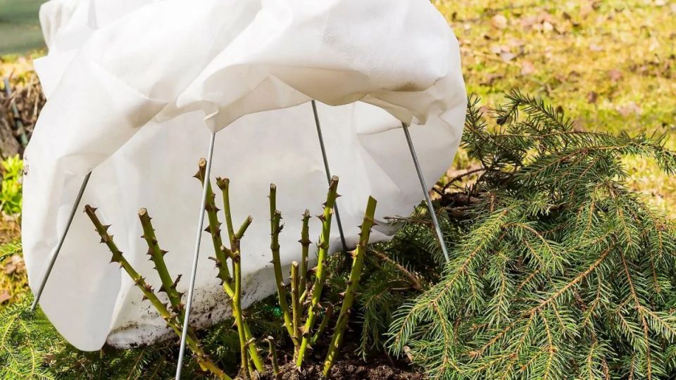 Укрывные стратегии для роз: как защитить кусты от суровой зимы