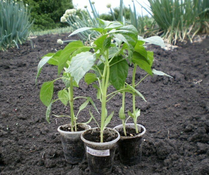 Как уберечь рассаду перца от проблем: советы агрономов для успешной культуры